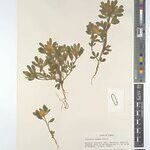 Crotalaria pygmaea Other