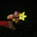 Psychotria densinervia Flower