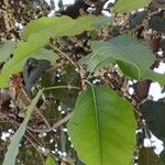 Ficus virens Feuille