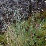 Festuca polycolea Habit