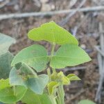 Rhynchosia sublobata पत्ता