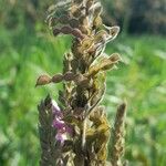Desmodium cuneatum Fruit