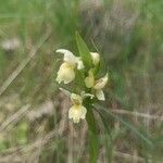 Dactylorhiza insularis Blüte