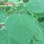 Malvaviscus arboreus Leaf