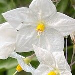 Solanum laxum 花