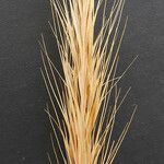 Festuca fasciculata 果實