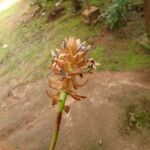 Bulbophyllum schinzianum Прочее