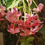 Combretum indicum Flor