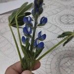 Lupinus micranthus 葉