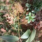 Heteropterys oberdanii Hábito