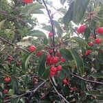Prunus cerasus 果実