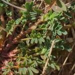 Hippocrepis biflora Leaf