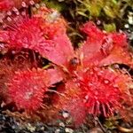 Drosera rubrifolia Leaf