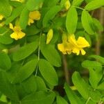 Caragana arborescensFlower