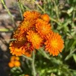 Pilosella guthnikiana Flower