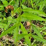 Persicaria punctata Leaf