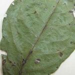Terminalia guyanensis Other