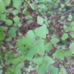 Holodiscus discolor Feuille