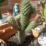 Austrocylindropuntia cylindricaКора