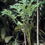 Dracontium polyphyllum ശീലം