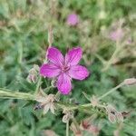 Geranium viscosissimum Kukka