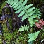 Dryopteris cristata Habitus