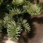 Abies lasiocarpa 葉