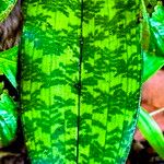 Eulophia maculata Leaf