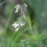 Salvia lyrata Flors