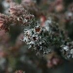 Erica galioides Blüte