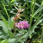 Grona heterocarpos Feuille