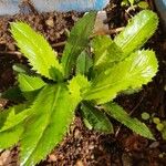 Eryngium foetidum Leaf