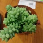 Sedum burrito Feuille