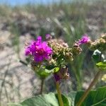 Mirabilis nyctaginea Floare