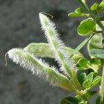 Genista monspessulana Fruit