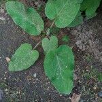 Arctium lappa Leaf