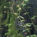 Geum roylei Plante entière