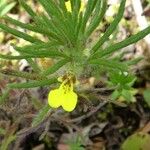 Ajuga chamaepitys Flor