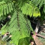 Jacaranda mimosifolia Folio