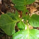 Solanum tuberosum Blatt