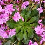 Lewisia cotyledon Hoja