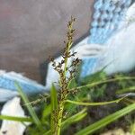 Scleria gaertneri Fruit