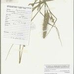 Cenchrus pedicellatus Mbuma