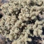 Cylindropuntia echinocarpaDeilen