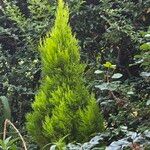 Cupressus macrocarpaপাতা