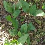 Andersonglossum virginianum Hábito