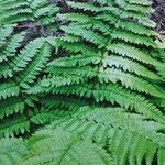 Dryopteris remota Liść