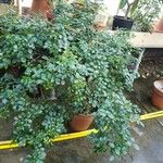 Murraya paniculata Habit