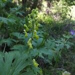 Aconitum lycoctonum 花