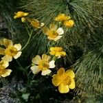 Ranunculus cortusifolius Blüte